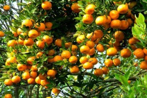 Mandarin from Pakistan
